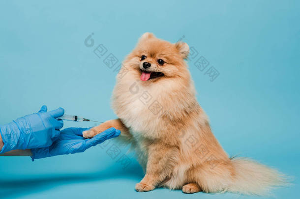 兽医戴着乳胶手套，拿着注射器，在蓝色的地方接种波美拉尼亚斯皮茨疫苗的剪影