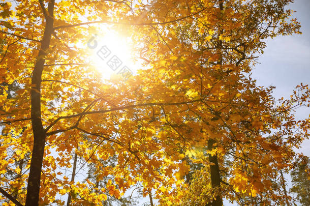 在<strong>秋天</strong>的公园里，阳光和黄色的<strong>树木</strong> 