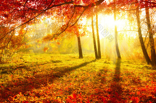 秋季的公园。秋天的树木和<strong>叶子</strong>。秋天