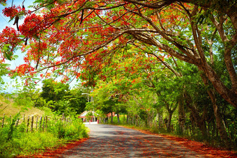 令人着迷路盛开的凤凰树，通向 Pico 伊莎贝尔托雷斯，多米尼加共和国的阴影下图片