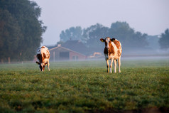 青年母牛在字段中在多雾的早晨