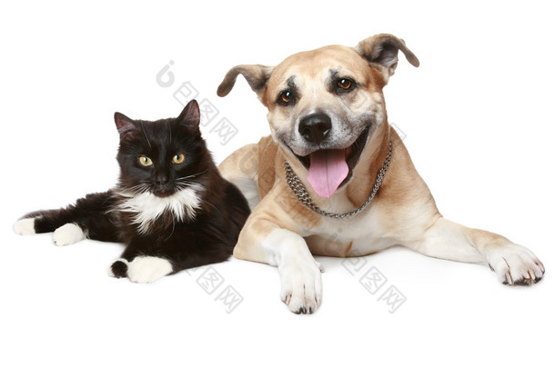 猫与狗的特写肖像