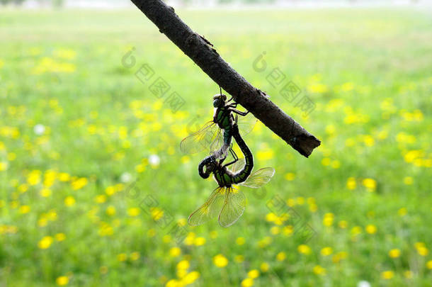 春天的图案与蒲公英的香气。蜻蜓被耦合在一个干燥的树枝上, 接下来昆虫们就会朝对方匆匆走去。给你心爱的人送花。唤醒她的春天的图案.