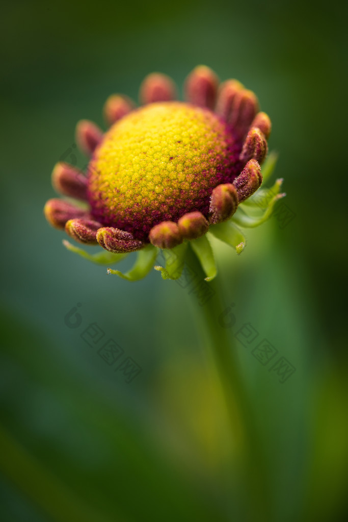 炫彩花卉特写微距摄影