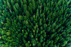 乌克兰喀尔巴鄂山脉的云杉森林，风景如画的百年老树的顶景.