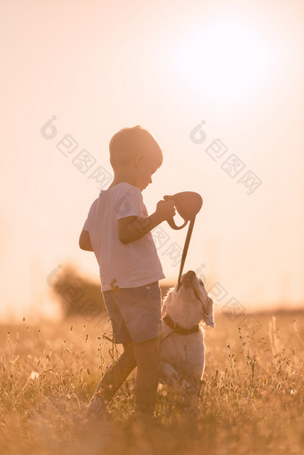 年轻的孩子男孩训练金毛猎犬小狗在草地上阳光灿烂的日子图片