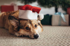 可爱的威尔士科吉狗在圣诞老人的帽子躺在圣诞树下 