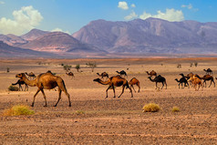 单峰骆驼骆驼在撒哈拉，摩洛哥，非洲