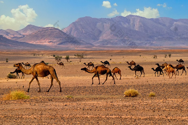 单峰<strong>骆驼骆驼</strong>在撒哈拉，摩洛哥，非洲