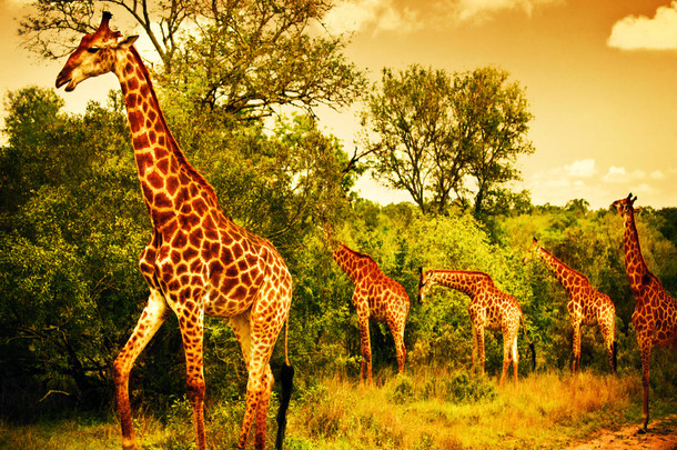 南非洲长颈鹿
