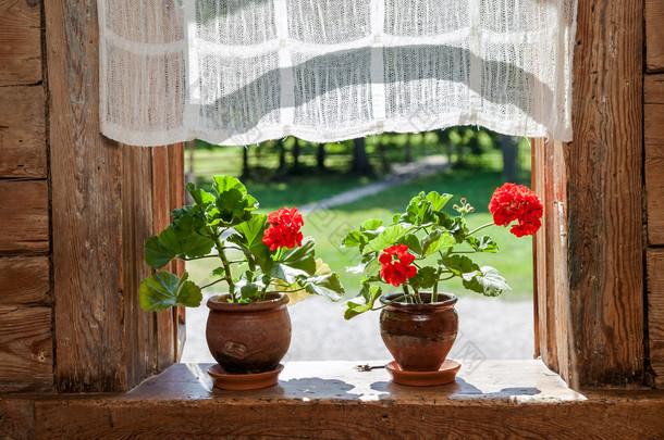 在天气晴朗的农村木房子的窗户上的老鹳草花 