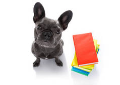 法国斗牛犬与一堆高大的书籍, 非常聪明和聪明, 孤立的白色背景