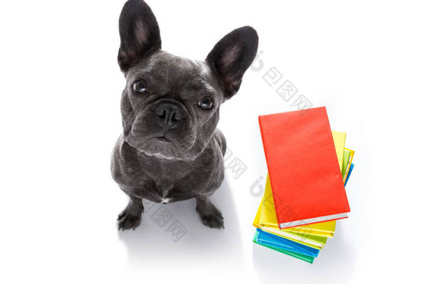法国斗牛犬与一堆<strong>高大</strong>的书籍, 非常聪明和聪明, 孤立的白色背景