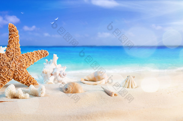 在<strong>热带</strong>海滩-夏季假日背景的海滩上的贝壳