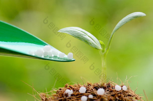 化肥 (尿素) 给年轻的植物，在<strong>绿色</strong>的背