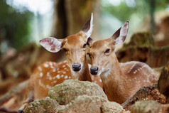 几个年轻狍鹿躺在一起，在一个自然的 pa