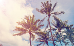 椰子树海滩，海滩，海滩，海滩文塔上的棕榈树上