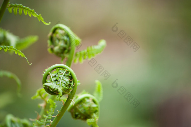 春天蕨类植物公布于众