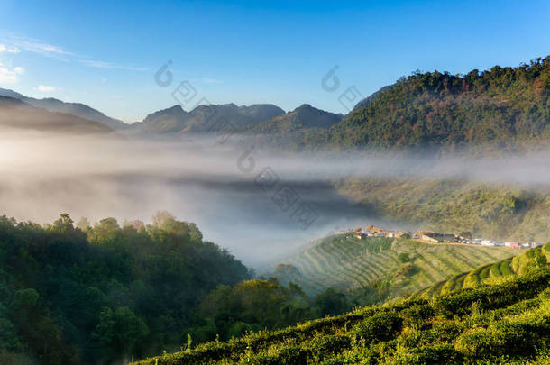 茶园美丽<strong>景观</strong>在 Doi 在进山，清迈，<strong>泰国</strong>著名的旅游胜地