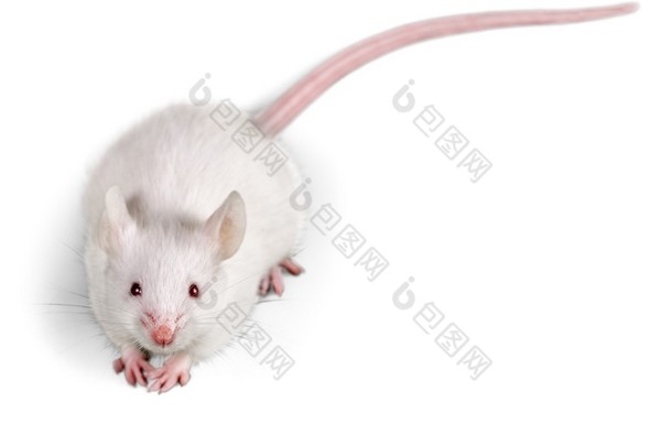白色的实验室<strong>老鼠</strong>