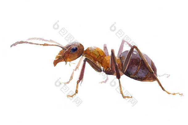 <strong>水彩</strong>单个蚂蚁昆虫动物