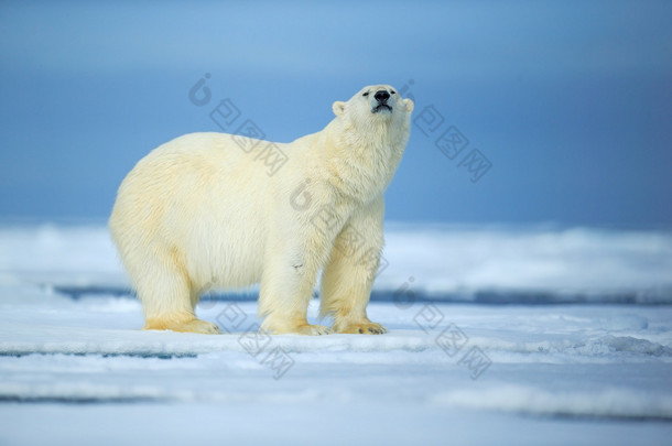 北极<strong>熊</strong>在冰上