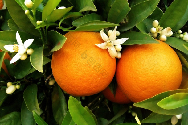 两个<strong>橙子</strong>橙树上