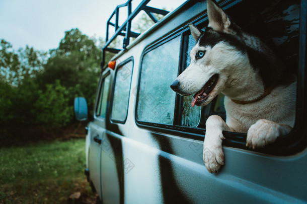 悲伤的狗哈士奇犬坐在车里看着窗外