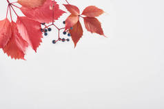 带红叶的野生葡萄分枝和带复制空间的白色浆果的顶部视图