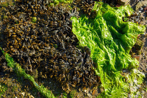 西班牙加利西亚拉<strong>科</strong>鲁尼亚的海藻海藻
