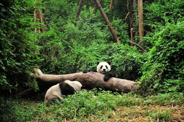 熊猫在<strong>播放</strong>时间