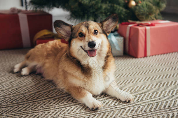 可爱的威尔士科吉狗躺在圣诞树下与礼物