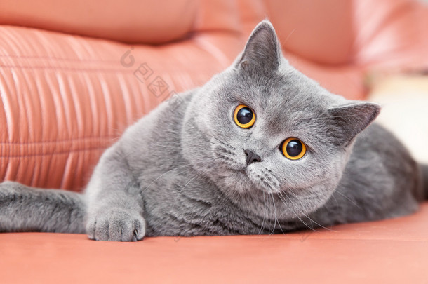 英国只灰色的猫躺在一张红色的沙发上