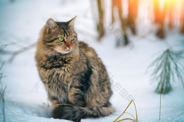 西伯利亚猫在森林里