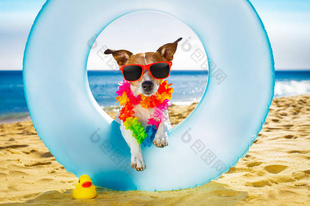 狗在海滩和海洋空气床垫