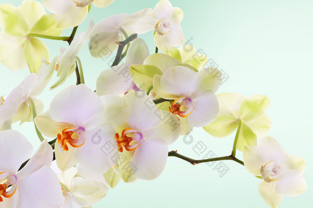 美丽的花朵日本 orchid.beauty.flora