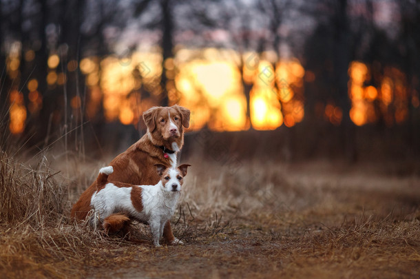 Dog Jack Russell Terrier and Dog Nova Scotia Duck Tolling Retriever  walking in the park