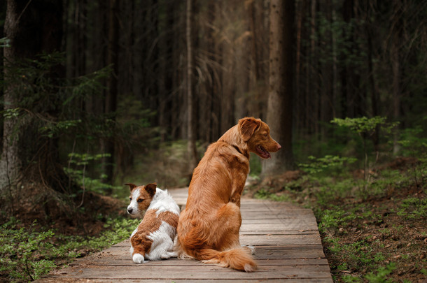 行走的狗杰克罗素梗犬和狗新斯科舍省鸭寻回犬