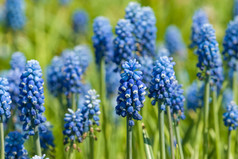 田野里的蓝色花朵