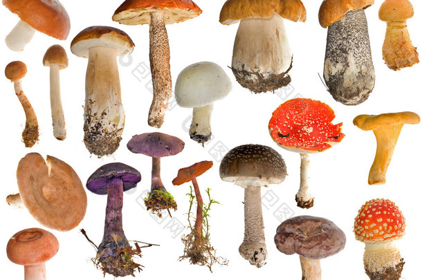 孤立在白色的十九个蘑菇集合