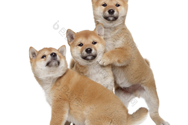 三个 shiba inu 小狗