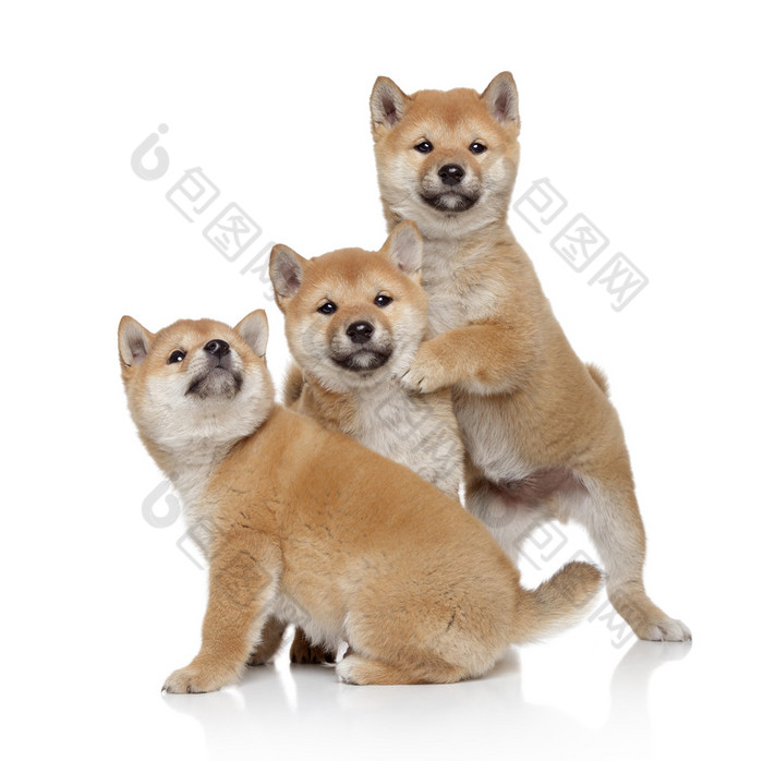 三个 shiba inu 小狗