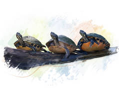 佛罗里达州海龟水彩
