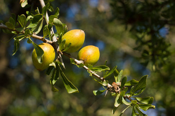 摩洛哥坚果树图片