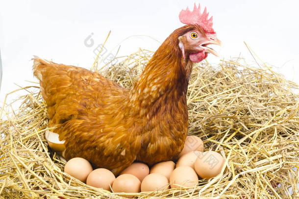 全身体的棕色鸡母鸡与鸡蛋隔绝白色背景