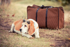 太阳镜和旧的老式的手提箱的狗