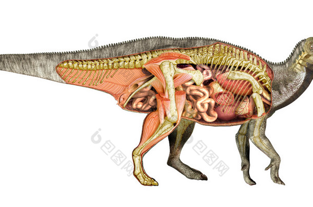 恐龙解剖学禽龙总剖面图，显示所有的内部器官