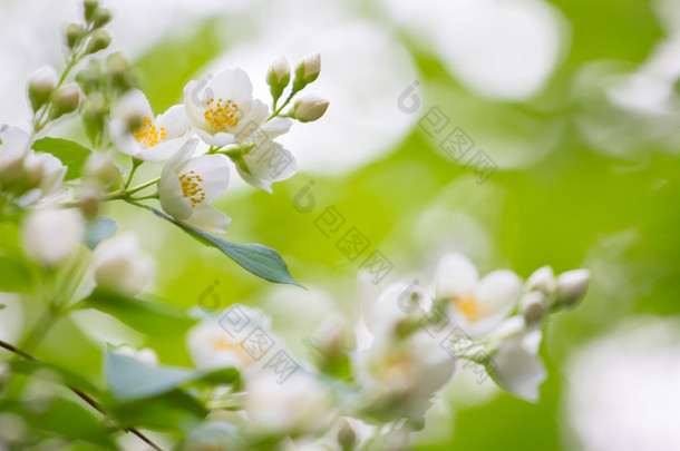 春天的背景。春天开花的苹果树与<strong>雨滴</strong>眼液。B