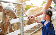 可爱的小女孩和母亲用草喂养绵羊