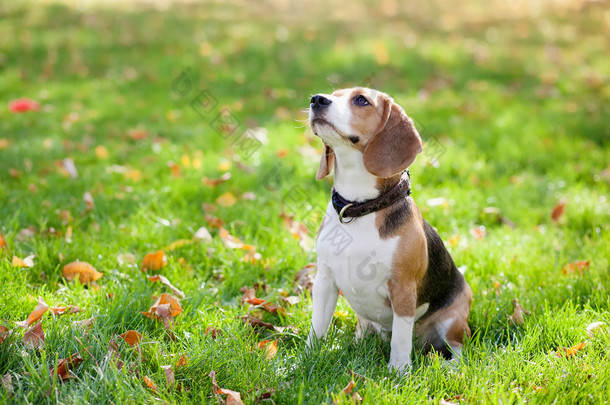 在绿草中比格犬